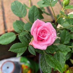 Meet your Posher, Leslie